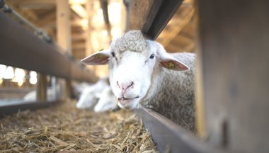 Koľko spia zvieratá? Najviac koaly, najmenej slony... Koľko spia zvieratá? Najviac koaly, najmenej slony...