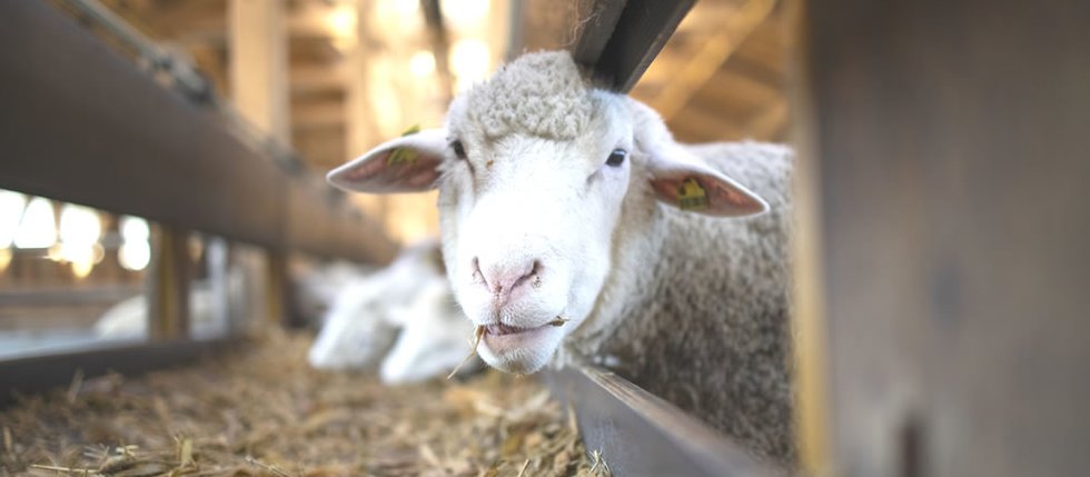 Koľko spia zvieratá? Najviac koaly, najmenej slony... Koľko spia zvieratá? Najviac koaly, najmenej slony...