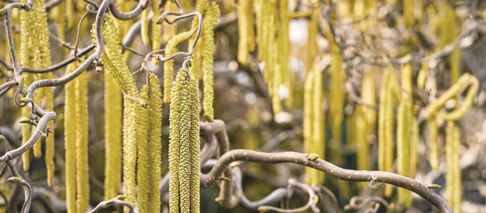 5 rád, ako sa v spálni vysporiadať s jarným peľom 5 rád, ako sa v spálni vysporiadať s jarným peľom